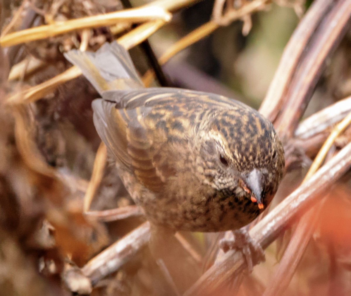 Dark-rumped Rosefinch - ML627603748