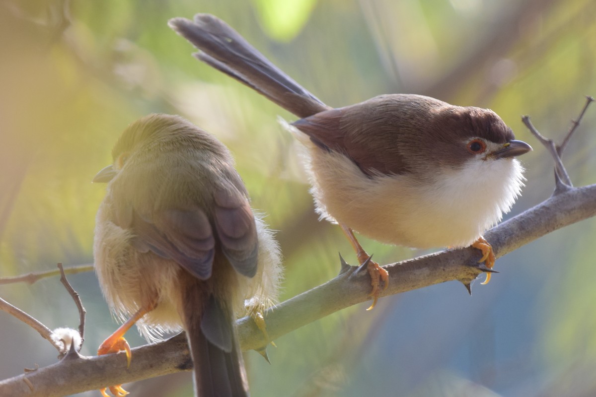 Yellow-eyed Babbler - ML627603854