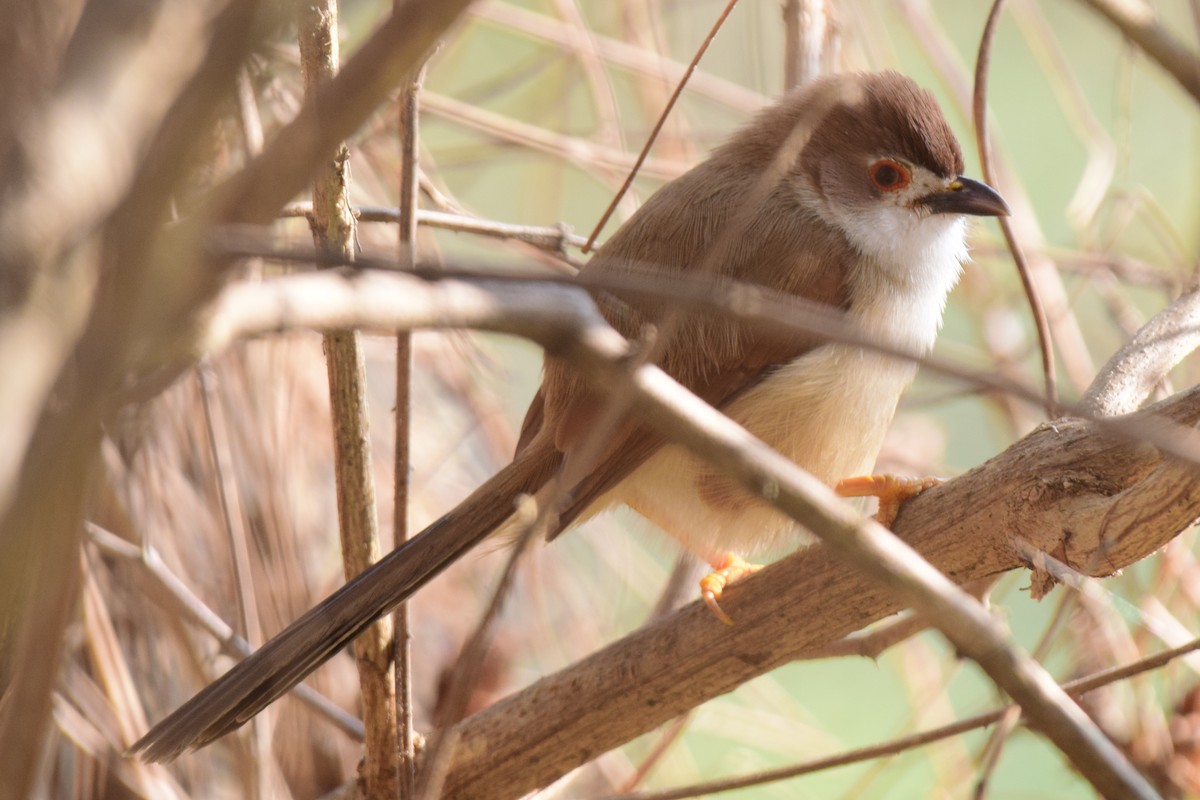 Yellow-eyed Babbler - ML627603855