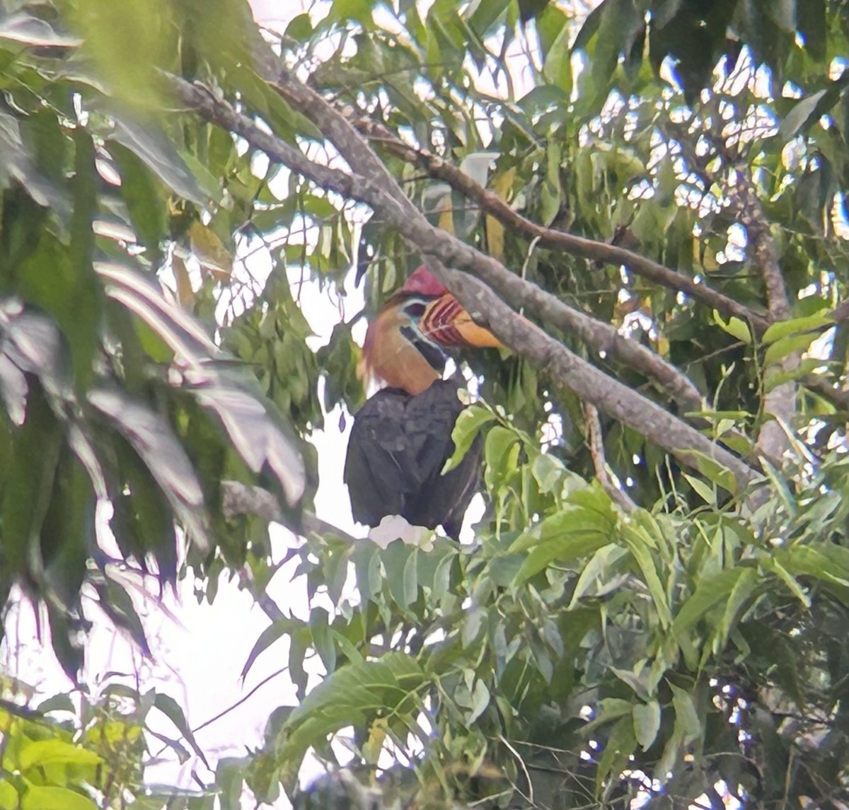Knobbed Hornbill - ML627603869