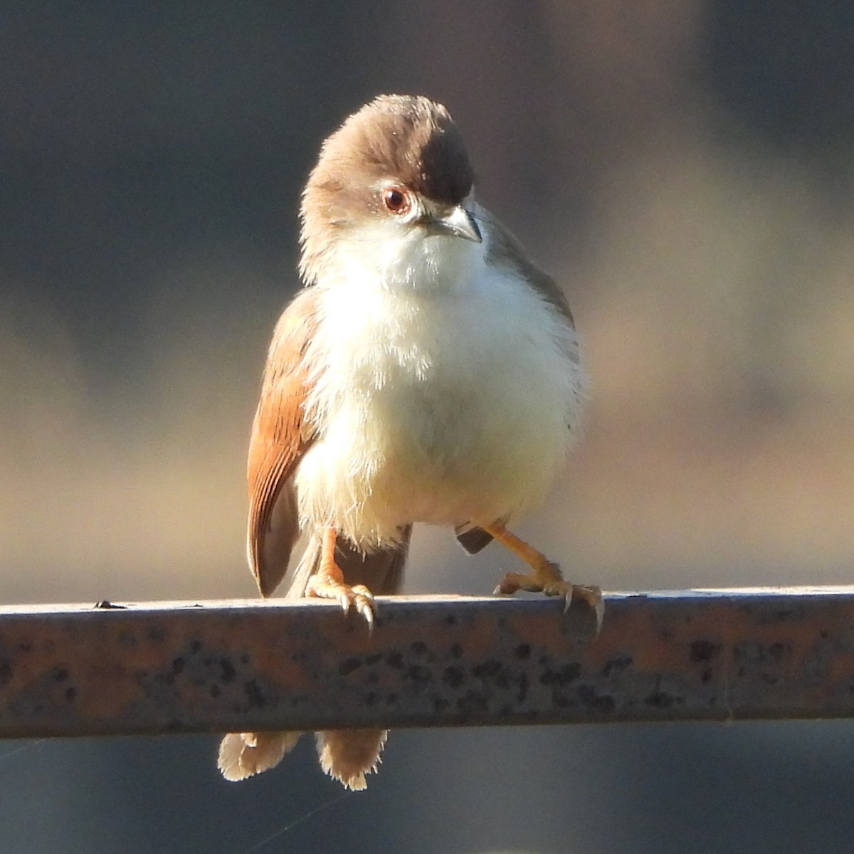 Yellow-eyed Babbler - ML627603876