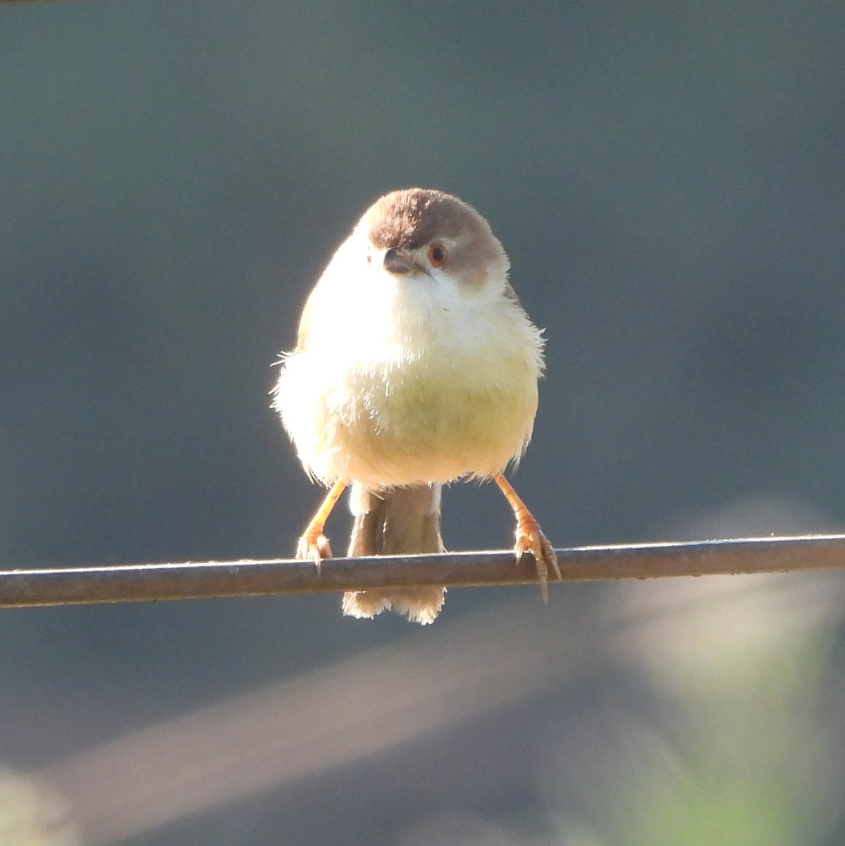 Yellow-eyed Babbler - ML627603877