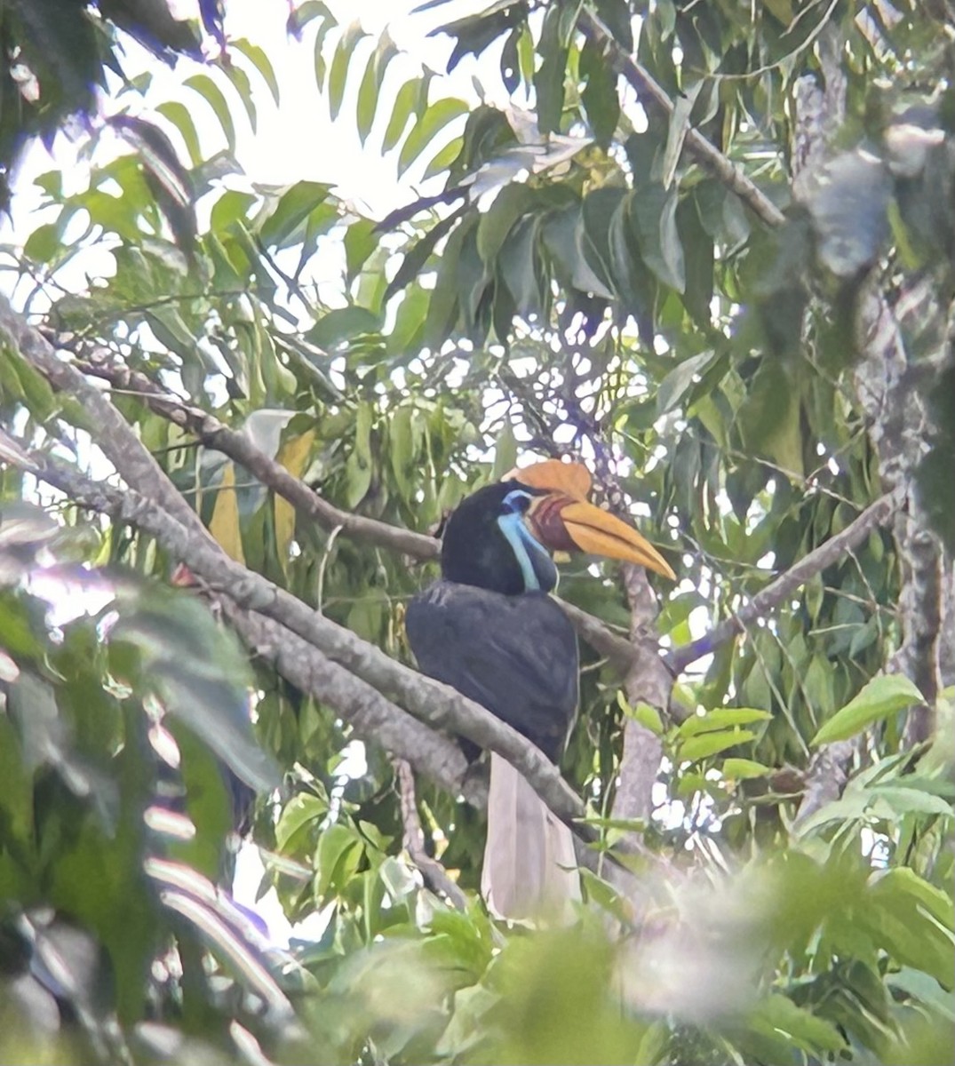 Knobbed Hornbill - ML627603888