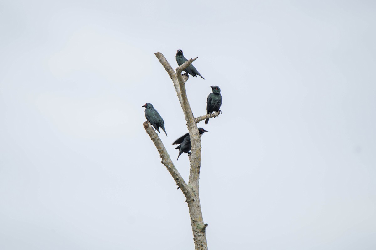 Asian Glossy Starling - ML627603898