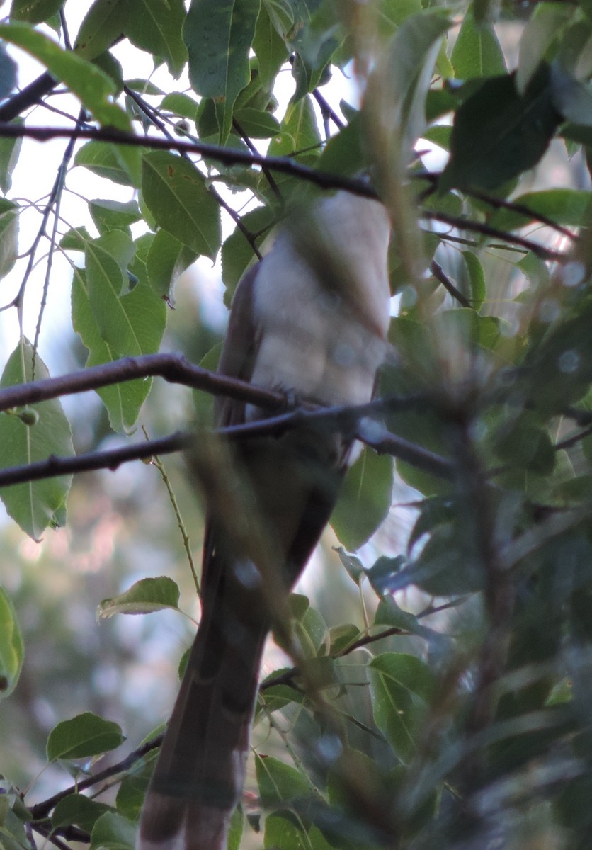 Black-billed Cuckoo - ML62760391