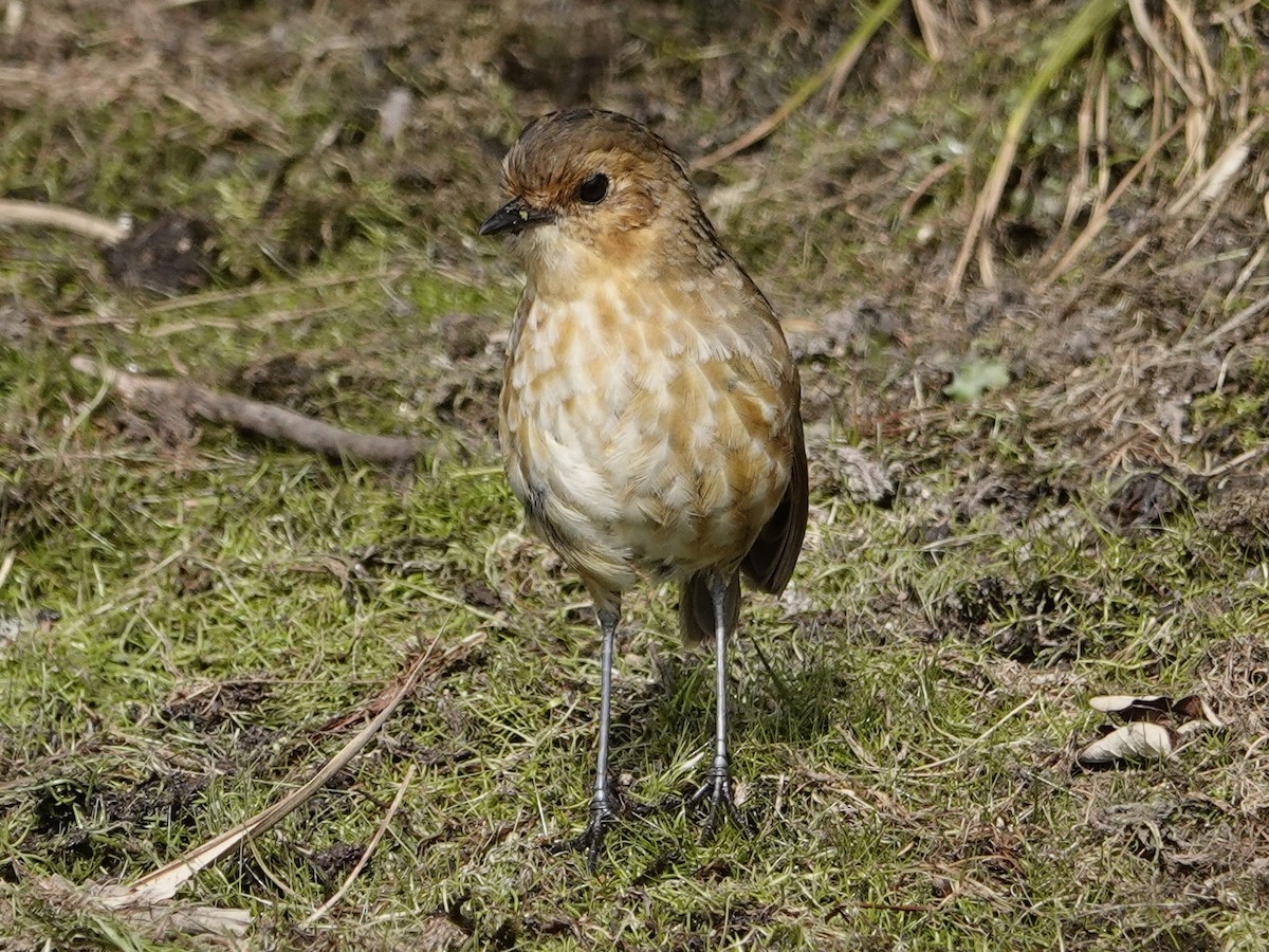 Boyaca Antpitta - ML627604018