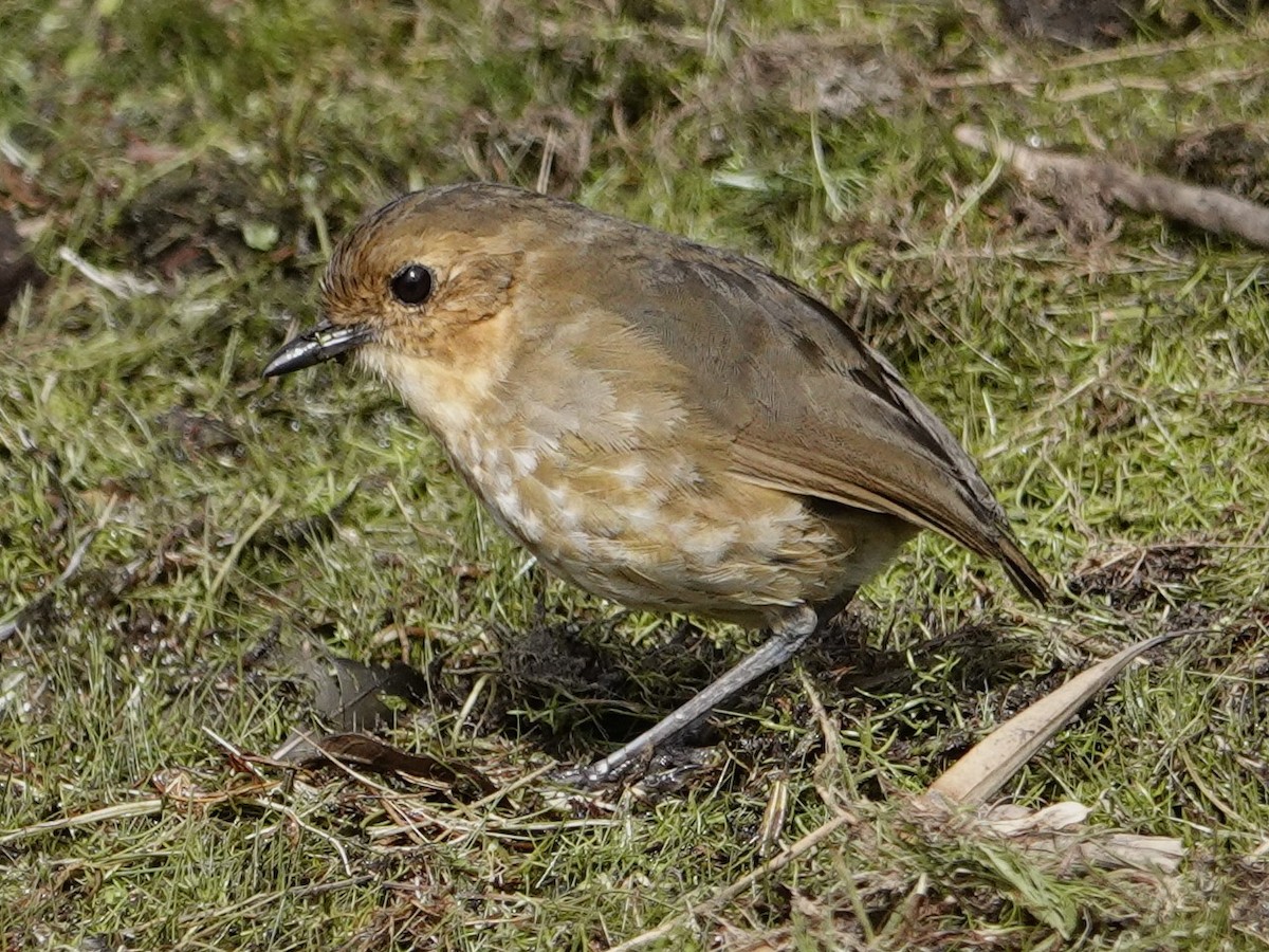 Boyaca Antpitta - ML627604019