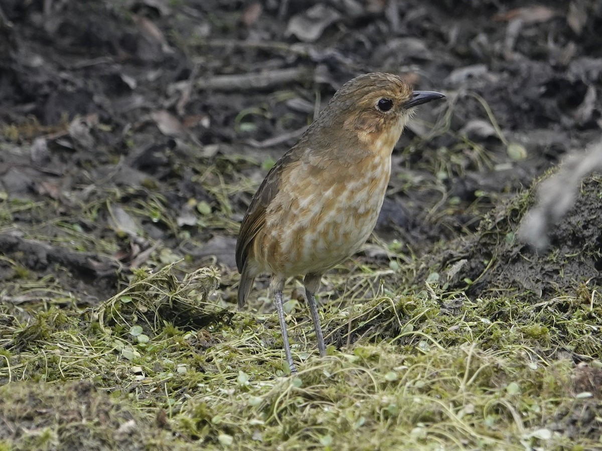 Boyaca Antpitta - ML627604020