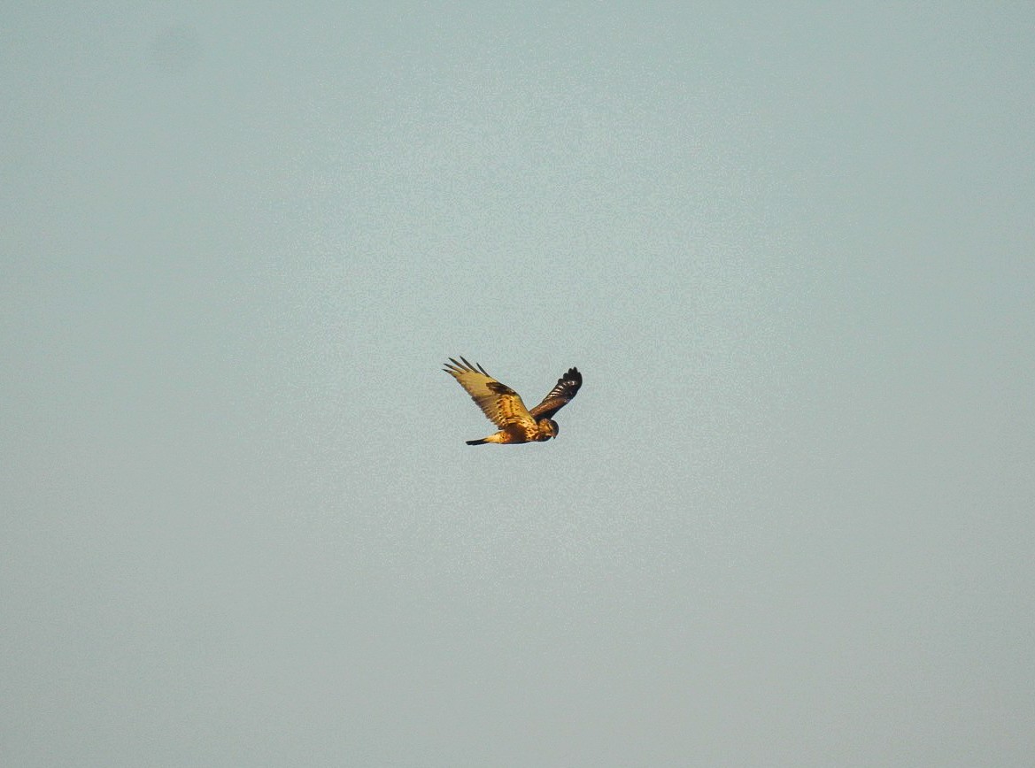 Rough-legged Hawk - ML627604034