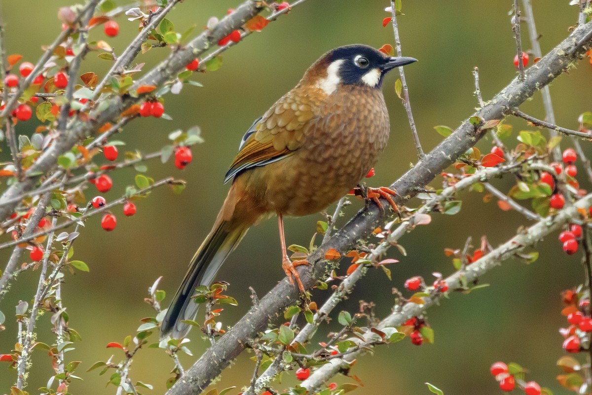 Black-faced Laughingthrush - ML627604045