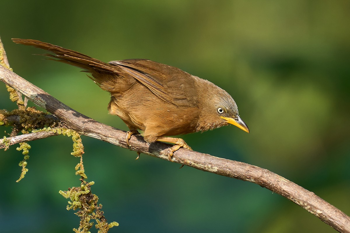 Rufous Babbler - ML627604051