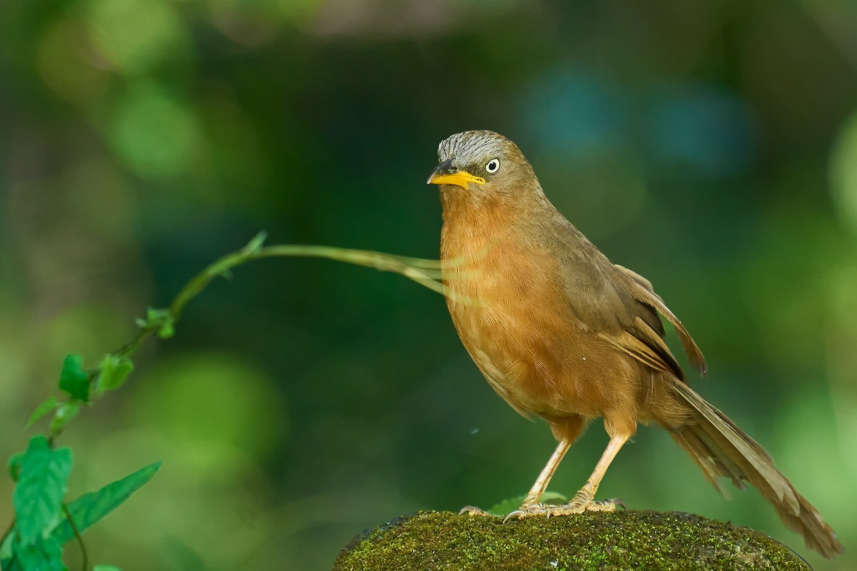 Rufous Babbler - ML627604052