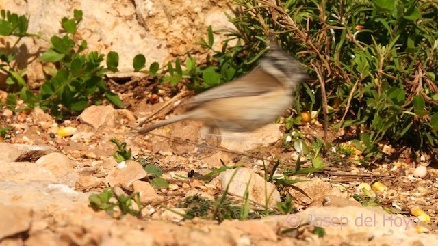 Mésange huppée - ML627604066
