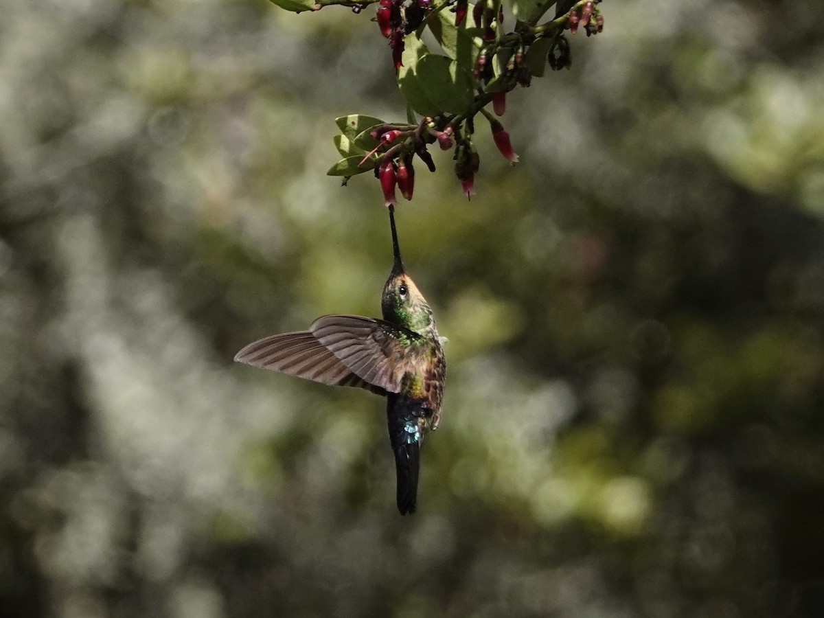 Blue-throated Starfrontlet - ML627604463