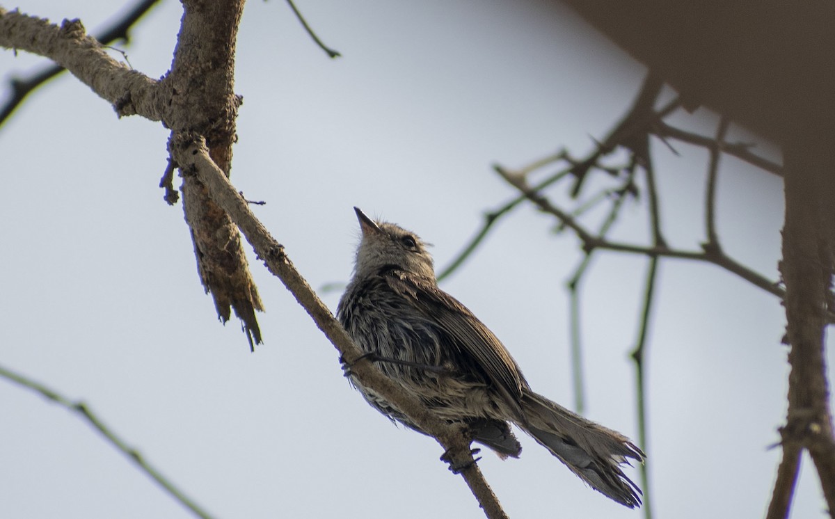 Necklaced Spinetail - ML627604469