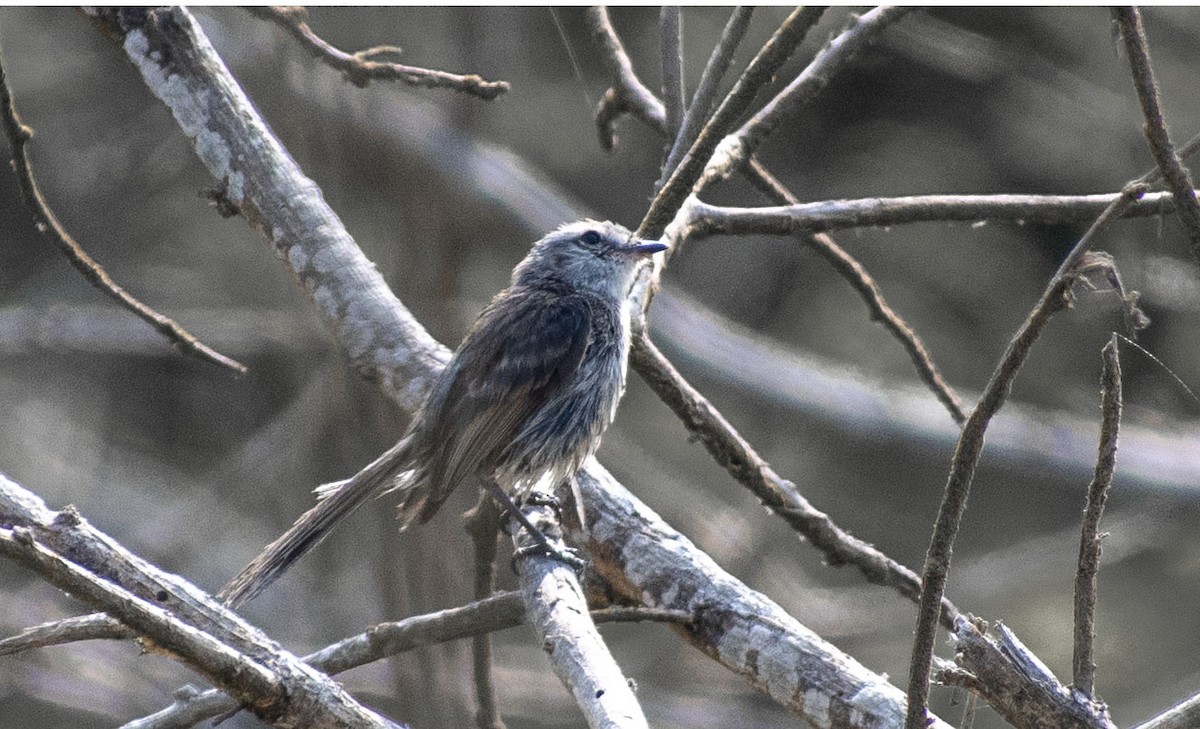 Necklaced Spinetail - ML627604470