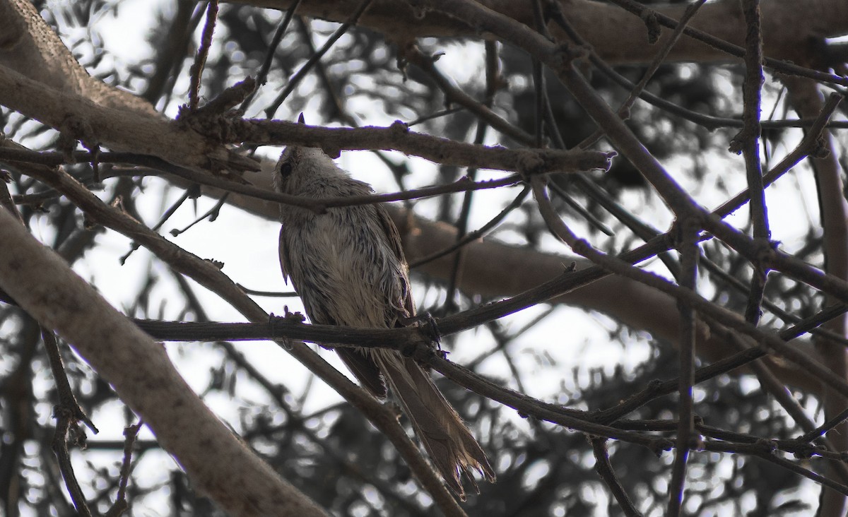 Necklaced Spinetail - ML627604471