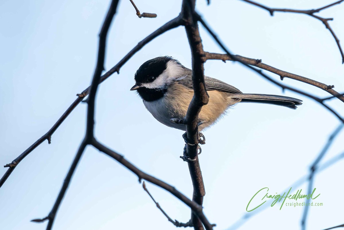 chickadee sp. - ML627604626