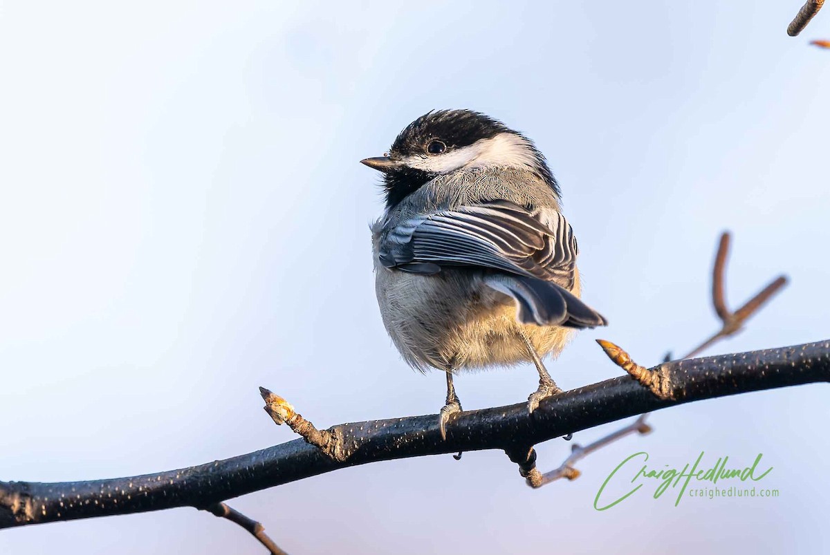 chickadee sp. - ML627604627