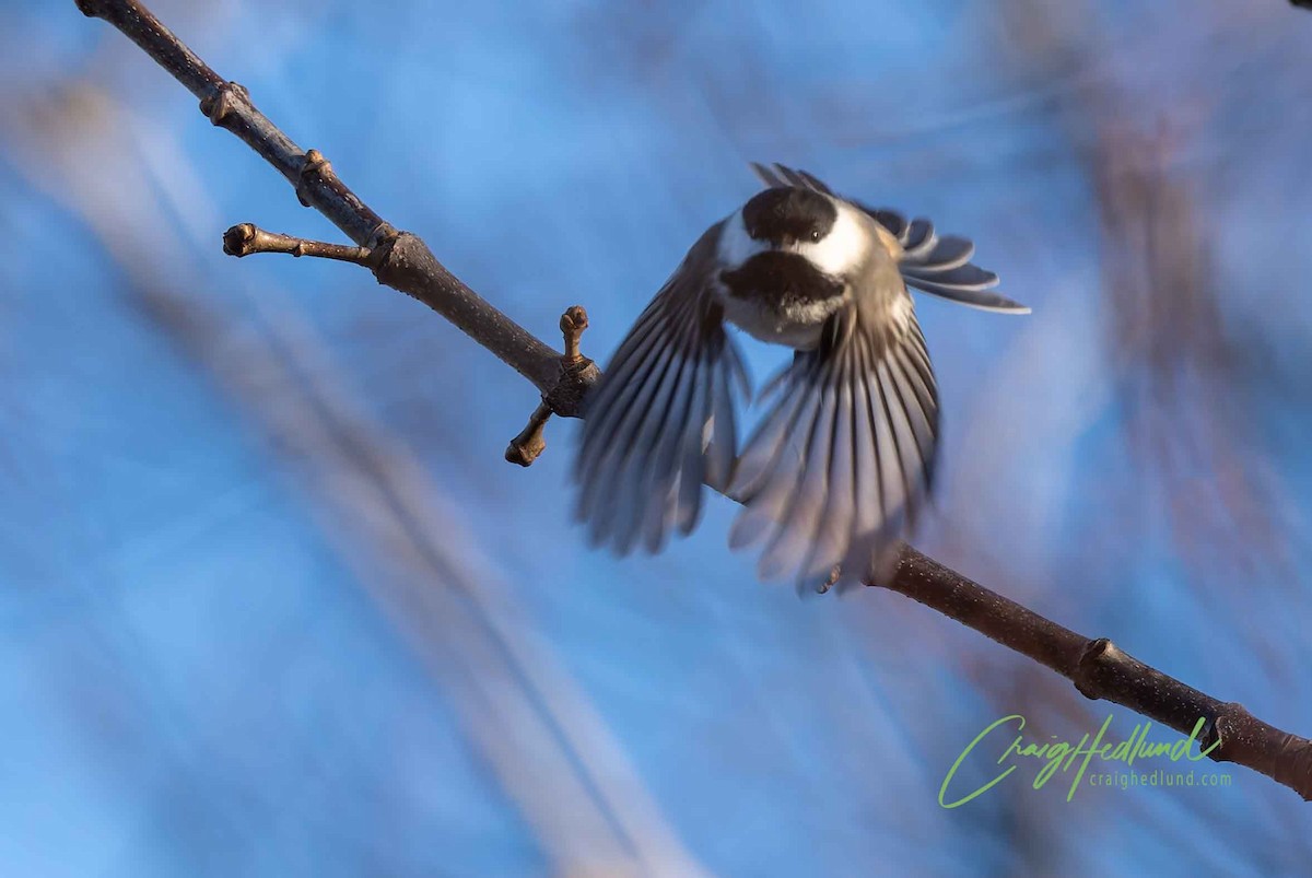 chickadee sp. - ML627604628