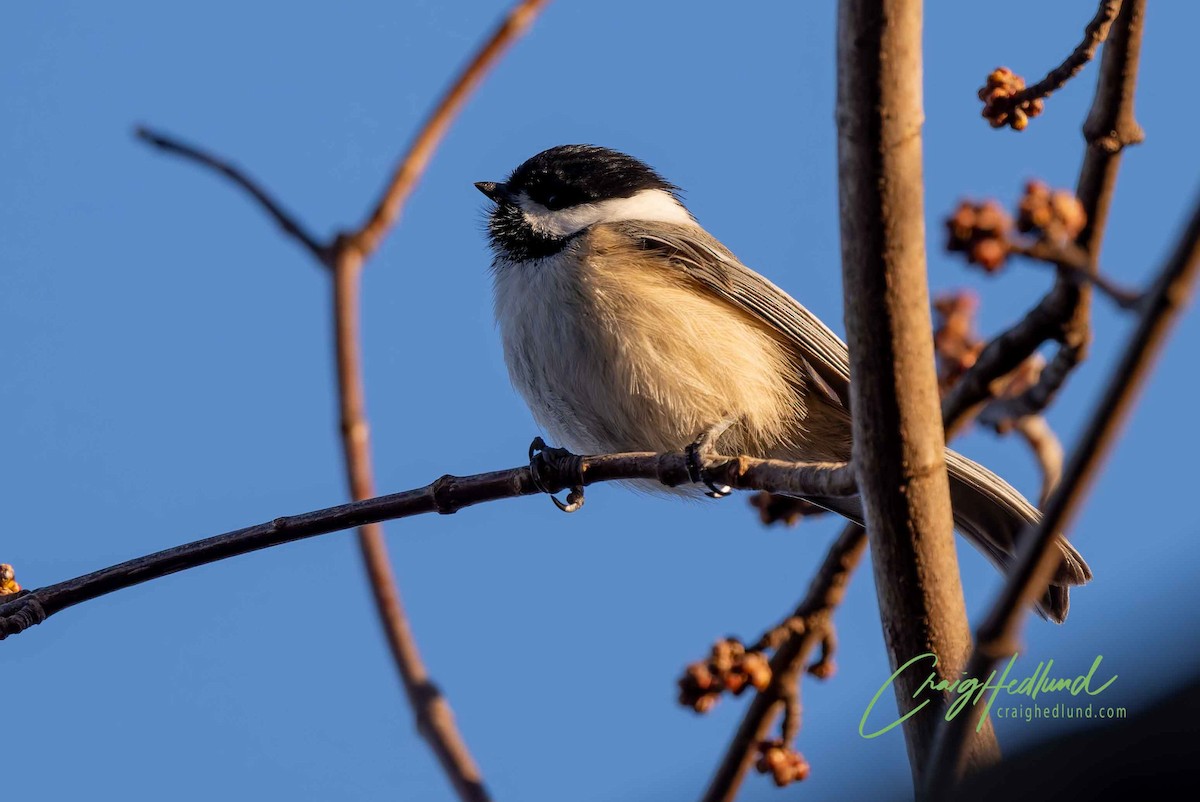 chickadee sp. - ML627604629
