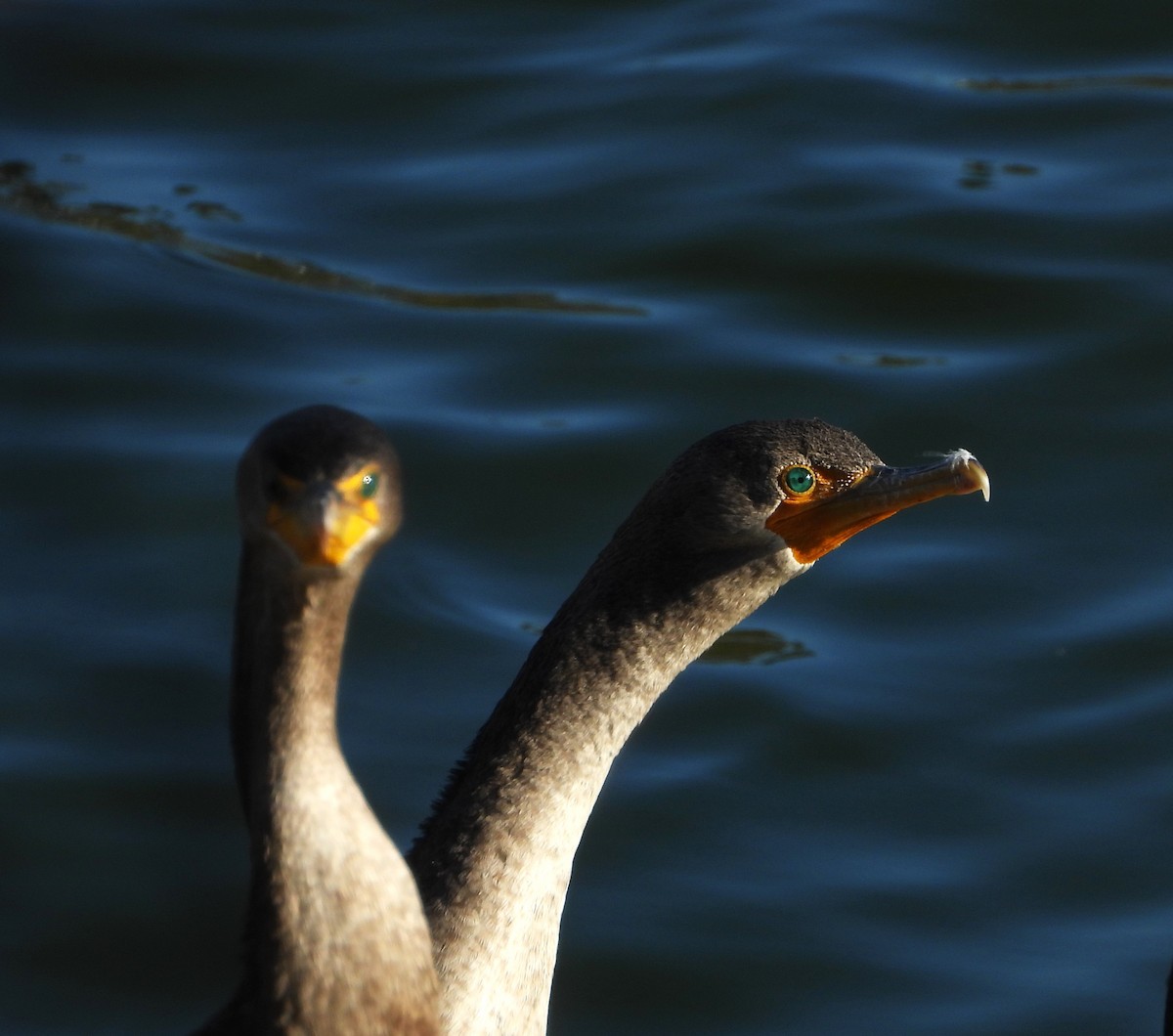 Double-crested Cormorant - ML627604699