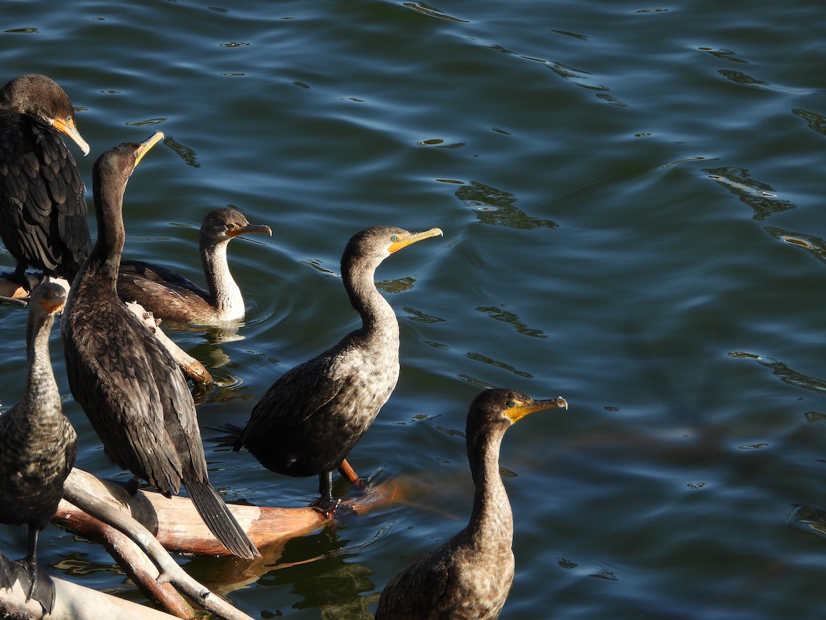 Double-crested Cormorant - ML627604702