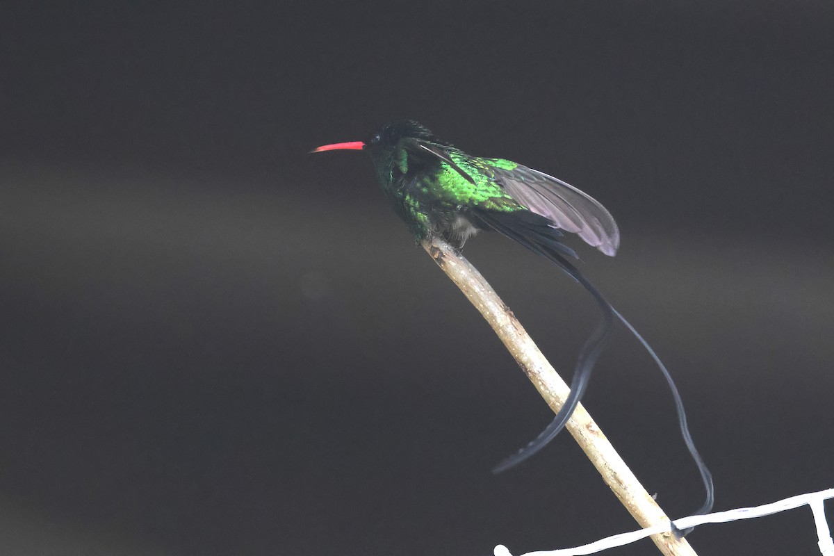 Red-billed Streamertail - ML627604711