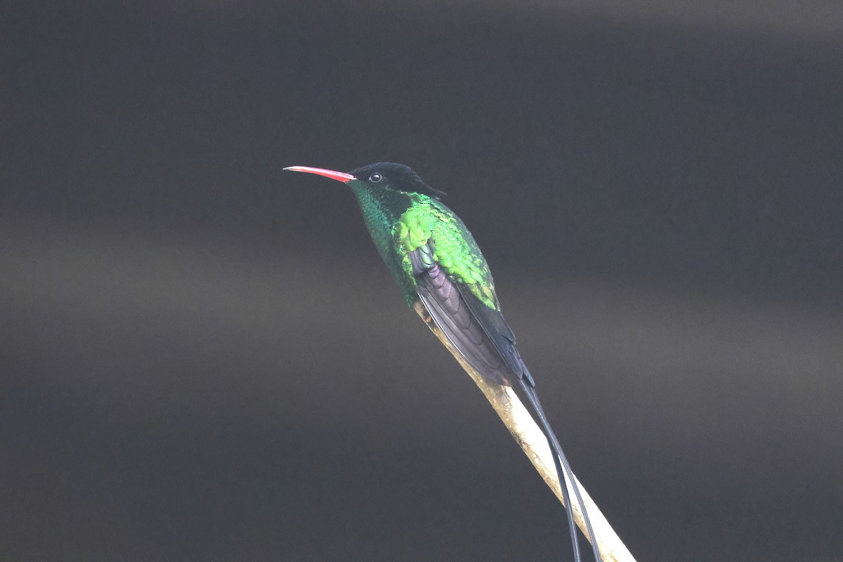 Red-billed Streamertail - ML627604712