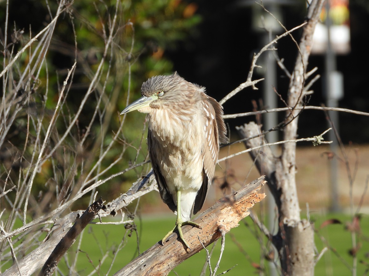 Black-crowned Night Heron - ML627604728