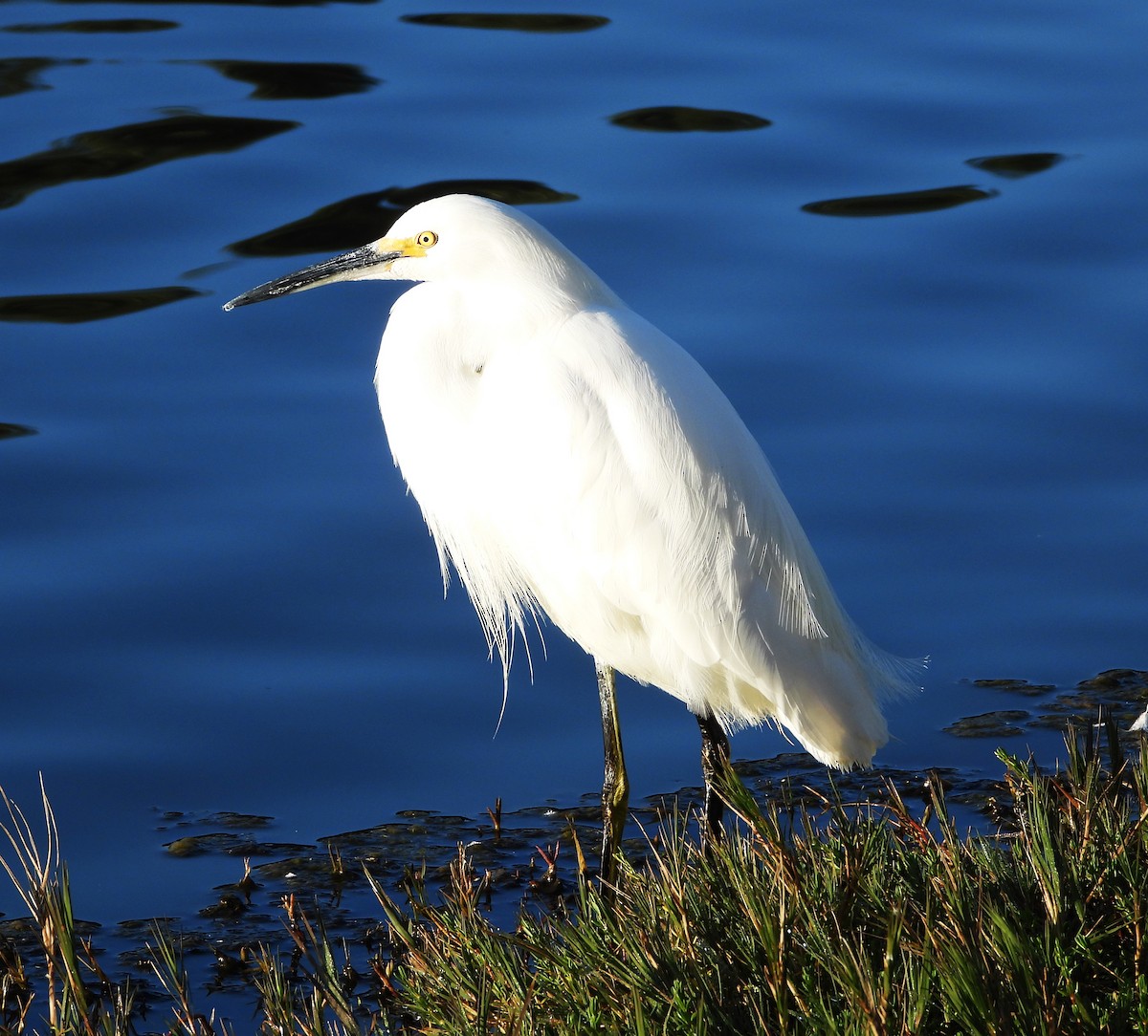 Snowy Egret - ML627604751