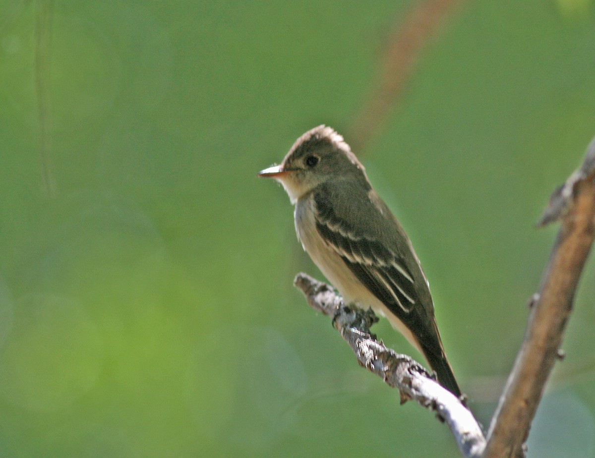 Western Wood-Pewee - ML627604755