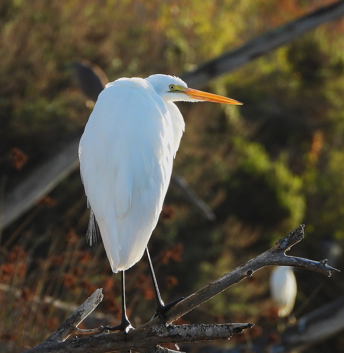 Great Egret - ML627604767