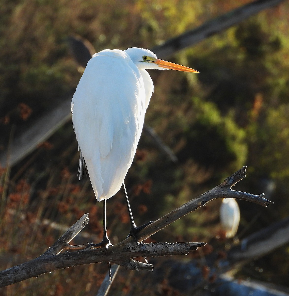 Great Egret - ML627604768