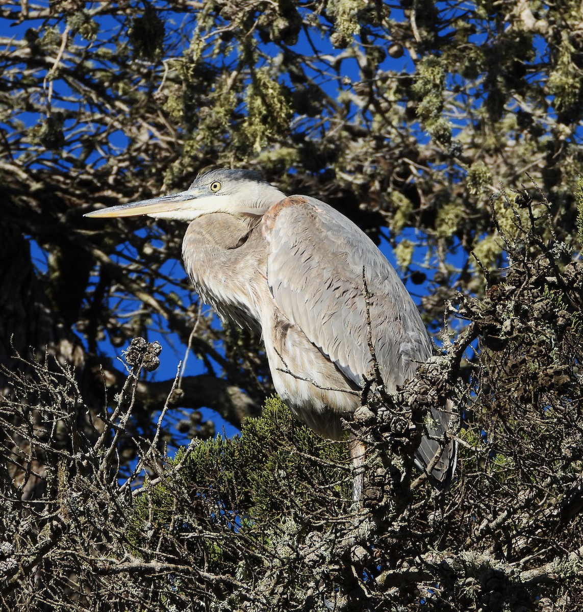 Great Blue Heron - ML627604777