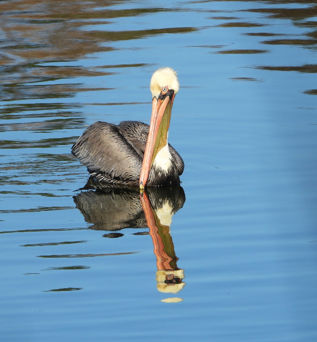 Brown Pelican - ML627604802