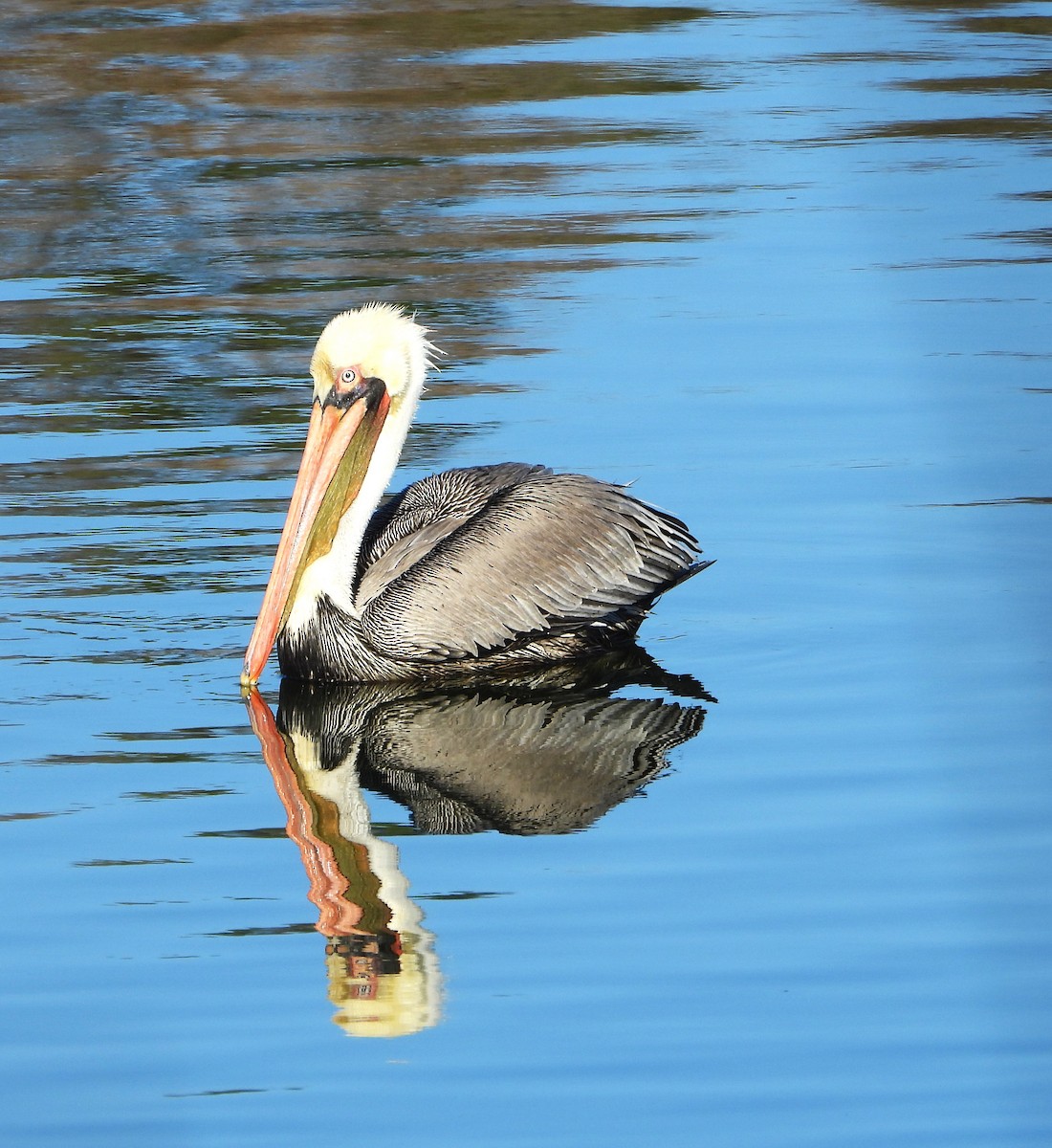 Brown Pelican - ML627604803