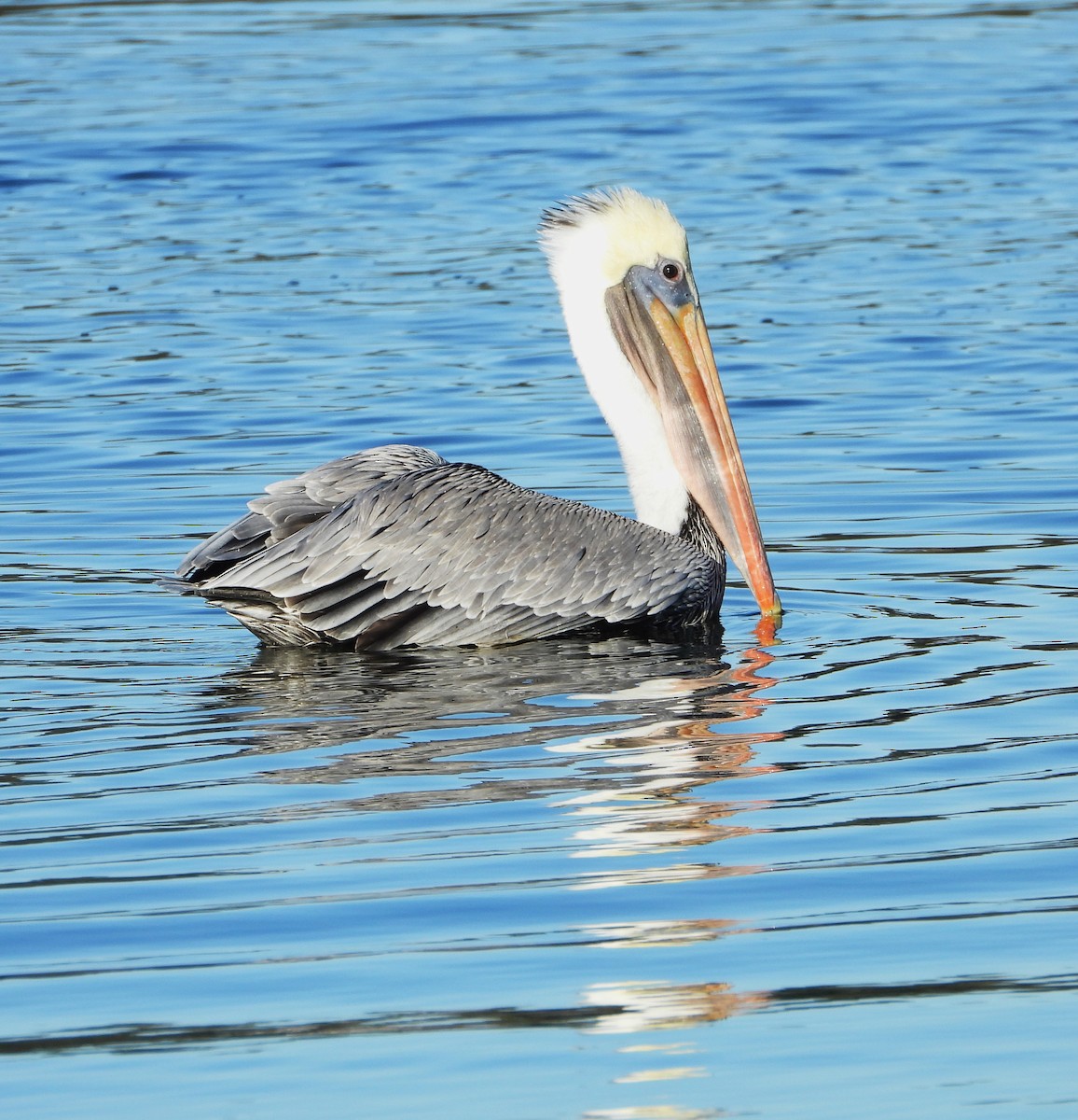 Brown Pelican - ML627604804