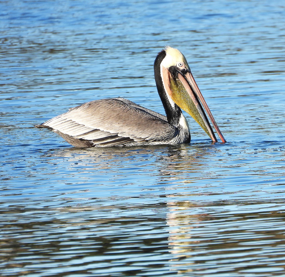 Brown Pelican - ML627604805