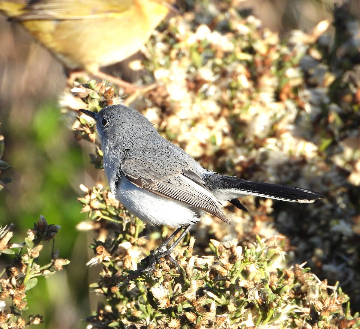 Blue-gray Gnatcatcher - ML627604845