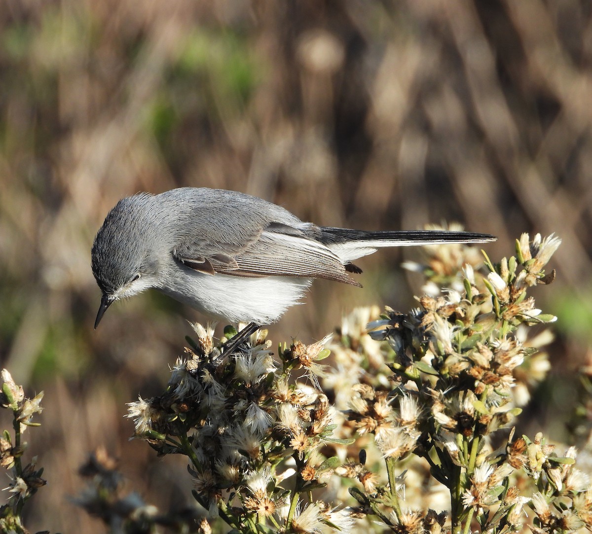 Blue-gray Gnatcatcher - ML627604846