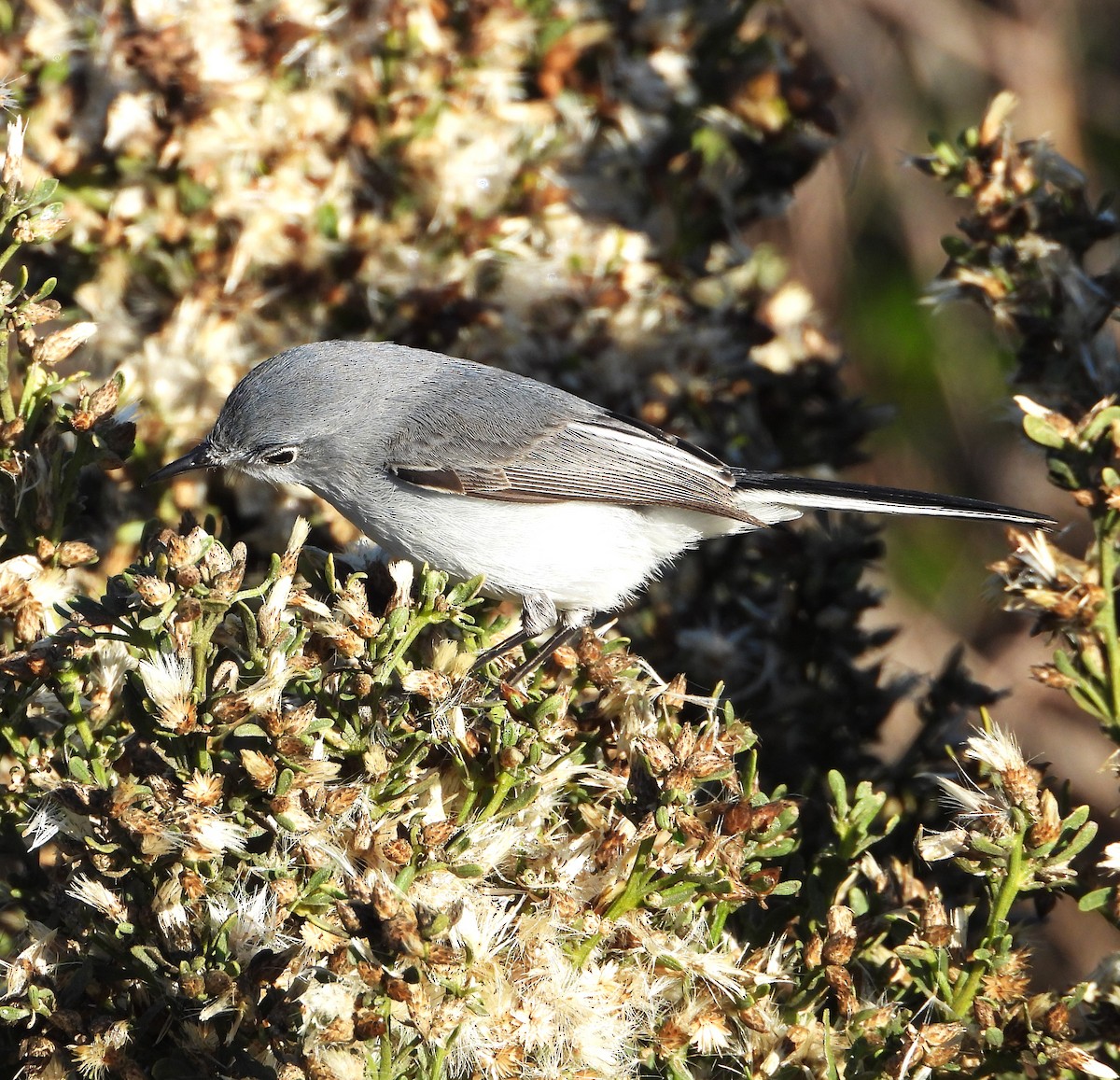 Blue-gray Gnatcatcher - ML627604852