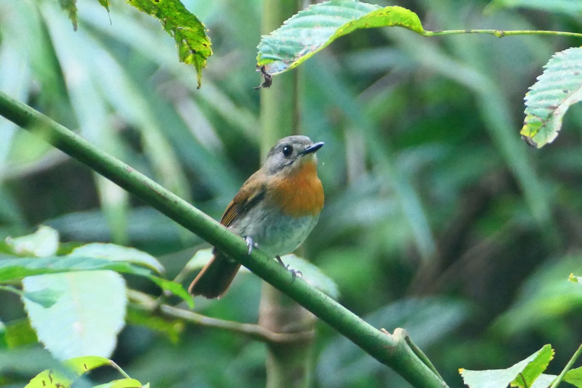 White-bellied Blue Flycatcher - ML627604908