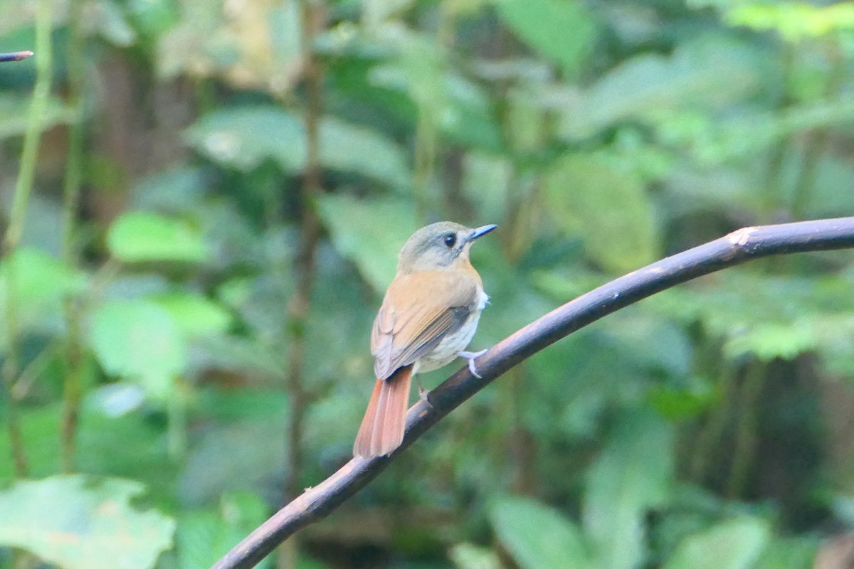 White-bellied Blue Flycatcher - ML627604909