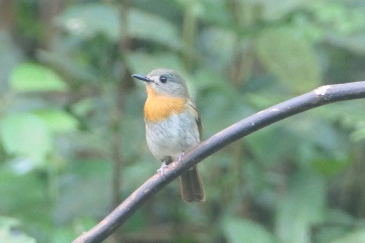 White-bellied Blue Flycatcher - ML627604911