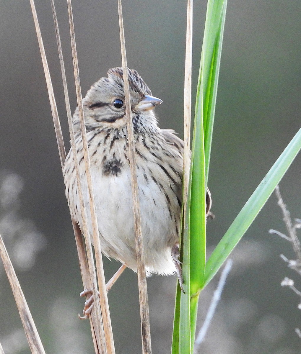 Lincoln's Sparrow - ML627604918