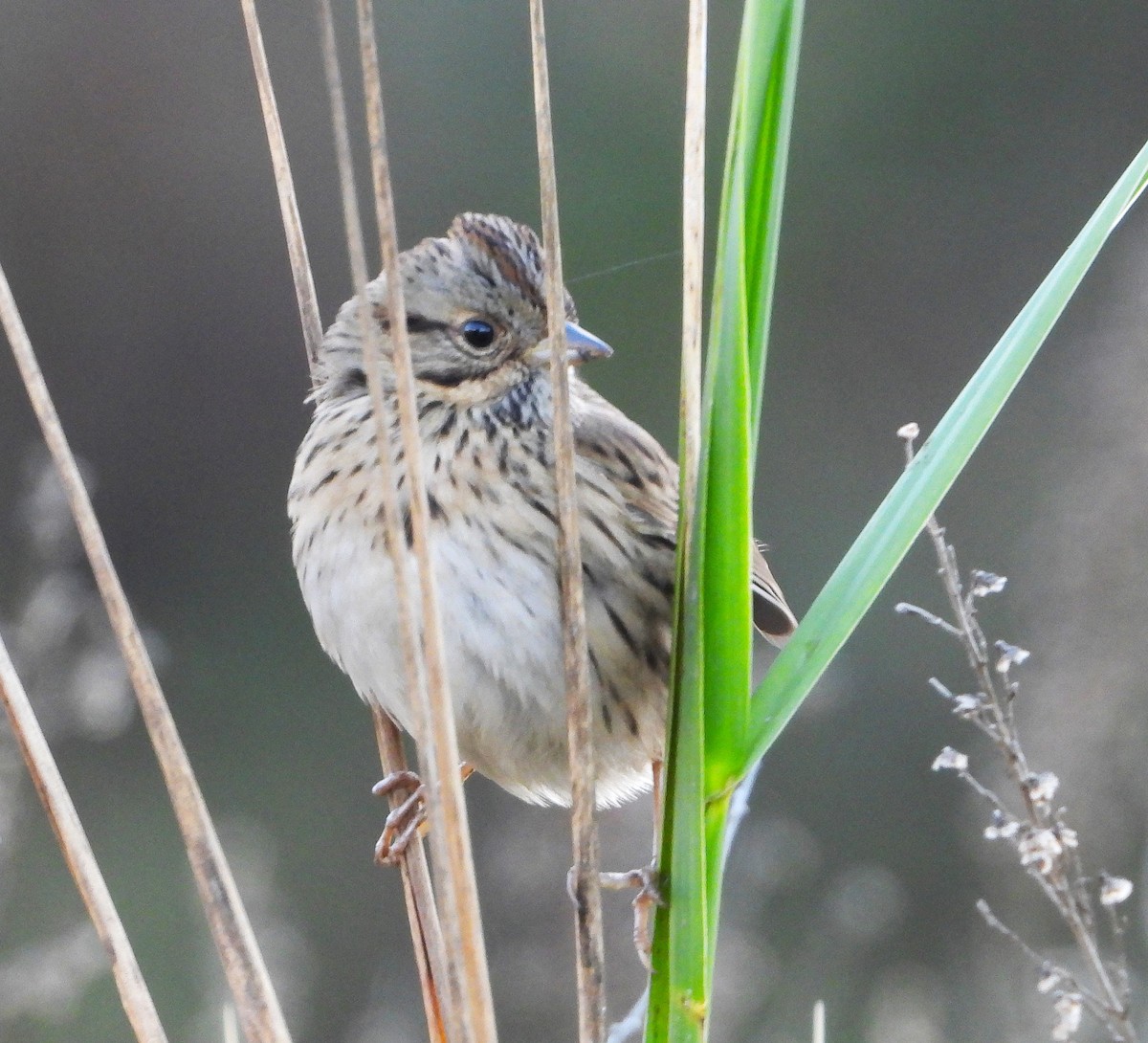 Lincoln's Sparrow - ML627604919