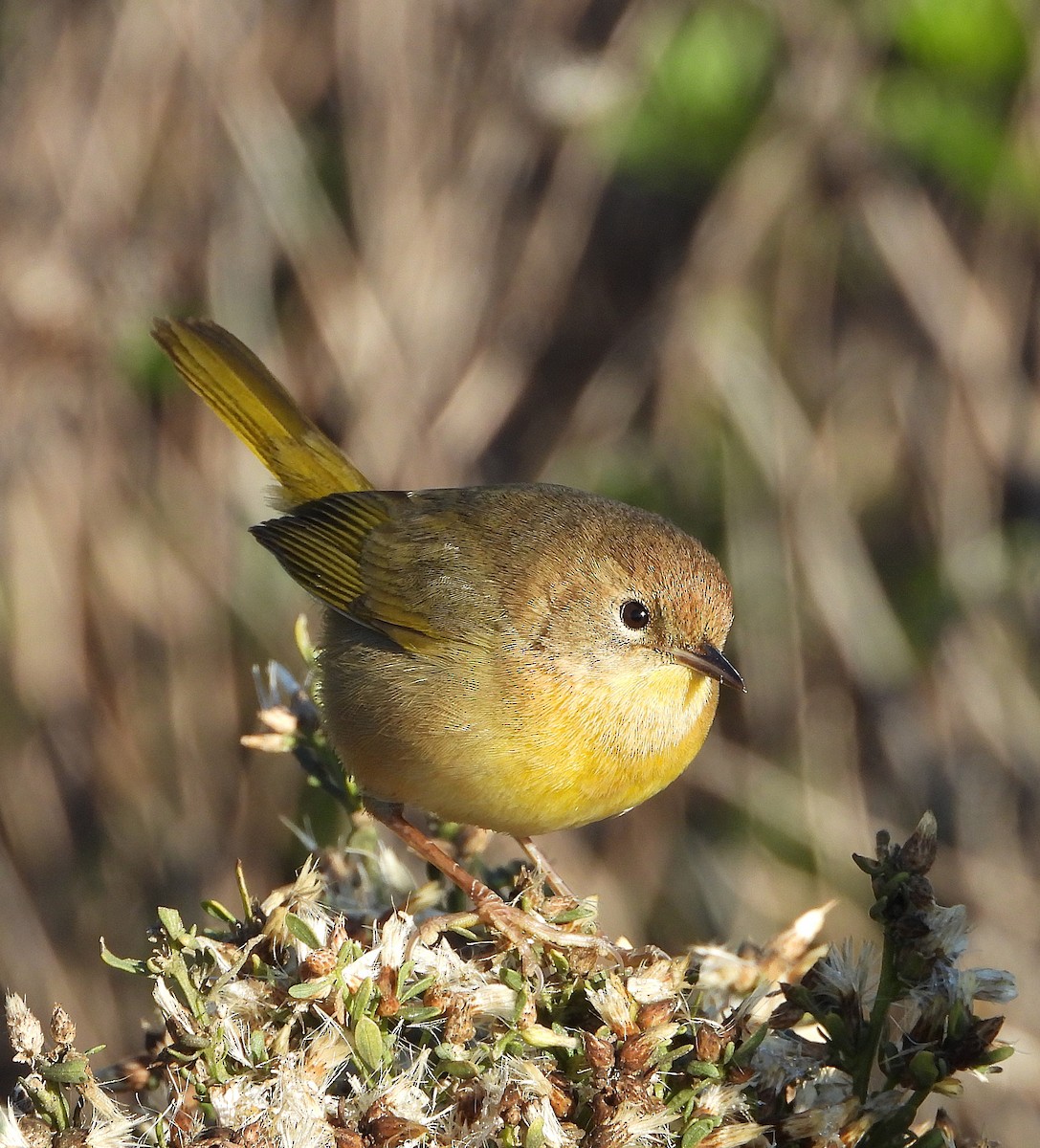 Common Yellowthroat - ML627604929