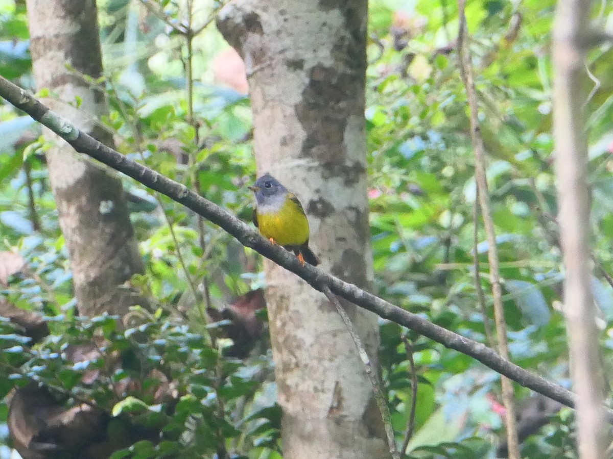Gray-headed Canary-Flycatcher - ML627604967