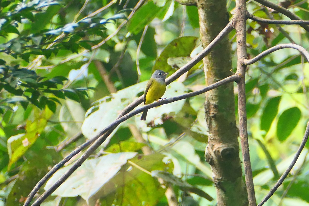 Gray-headed Canary-Flycatcher - ML627604979